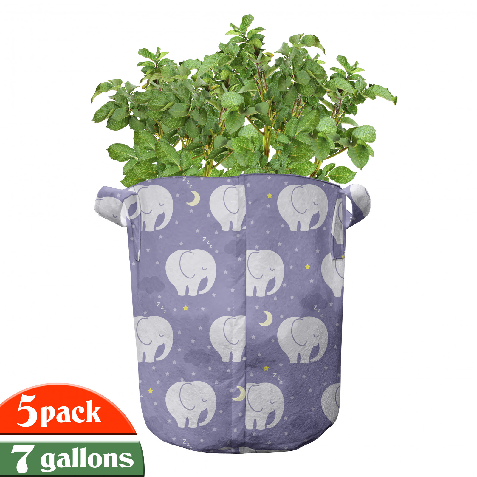 Elefantenohr "Alocasia odora" Dekorative Zimmerpflanze für Geschäftsräume.