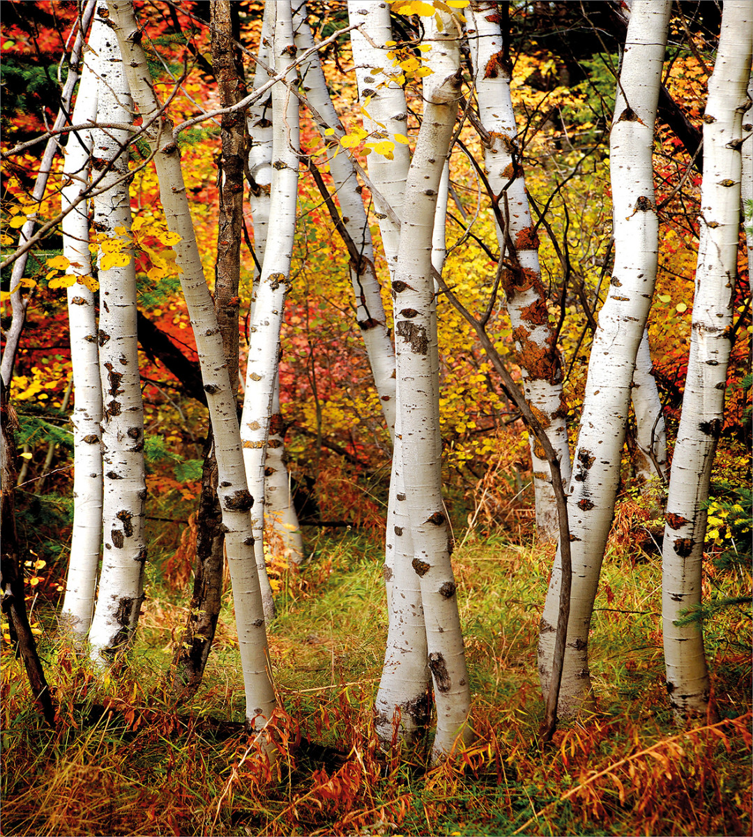 White Birch Trees Serenity Duvet Cover Set
