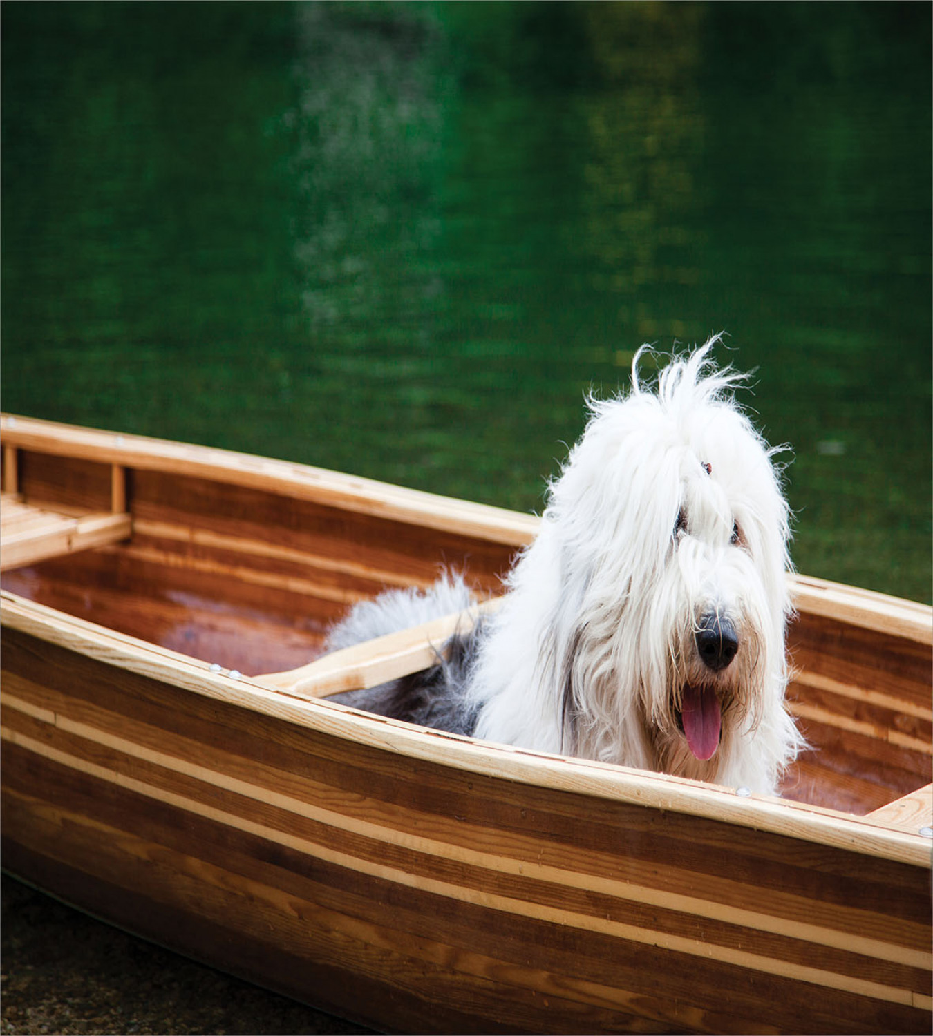 Englischer Schäferhund Bettwäsche Set Bobtail in einem Kanu