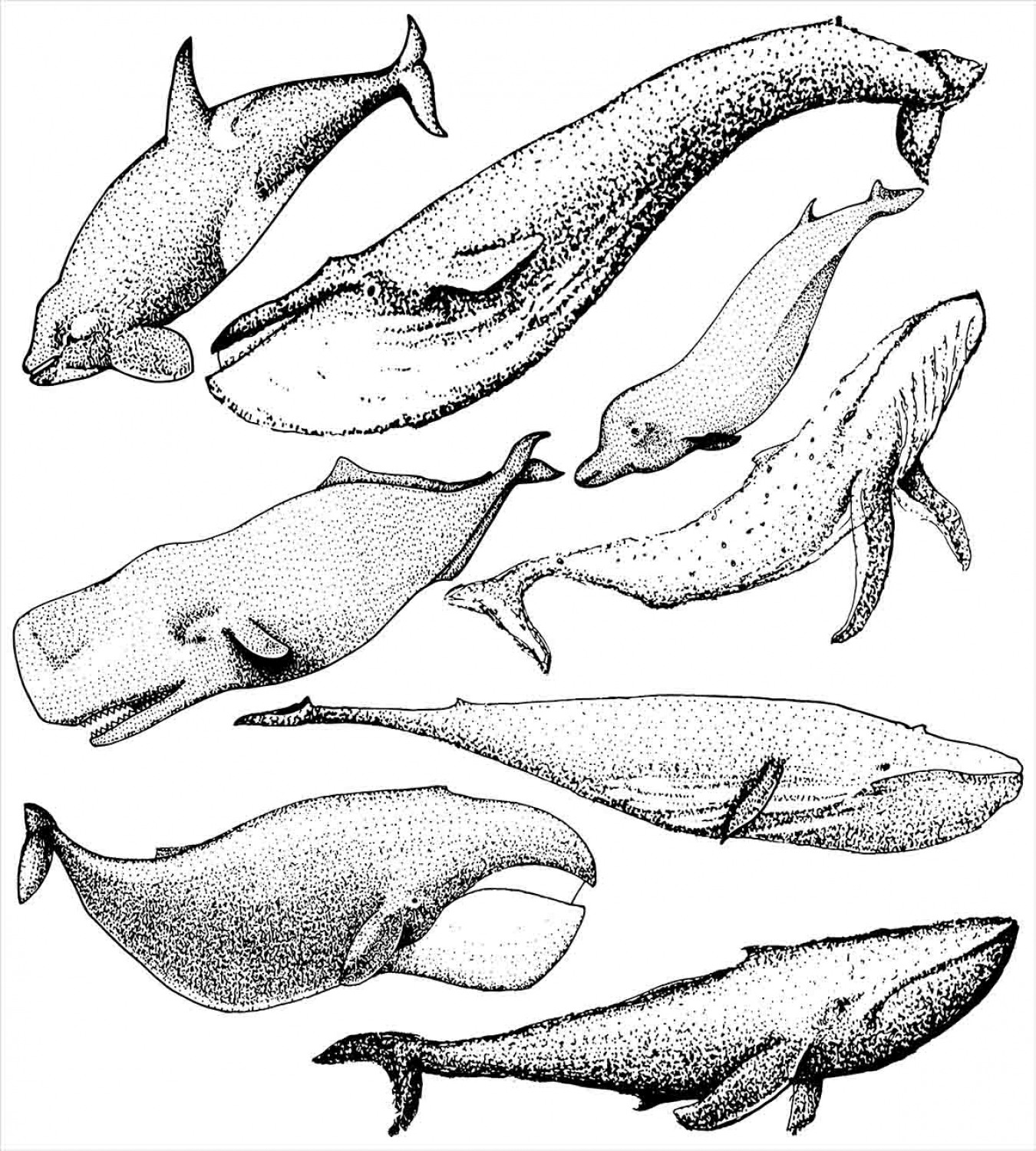 виды китов. китообразные горбатый кит. разновидности китов. гренландский кит и кашалот. киты китообразные.