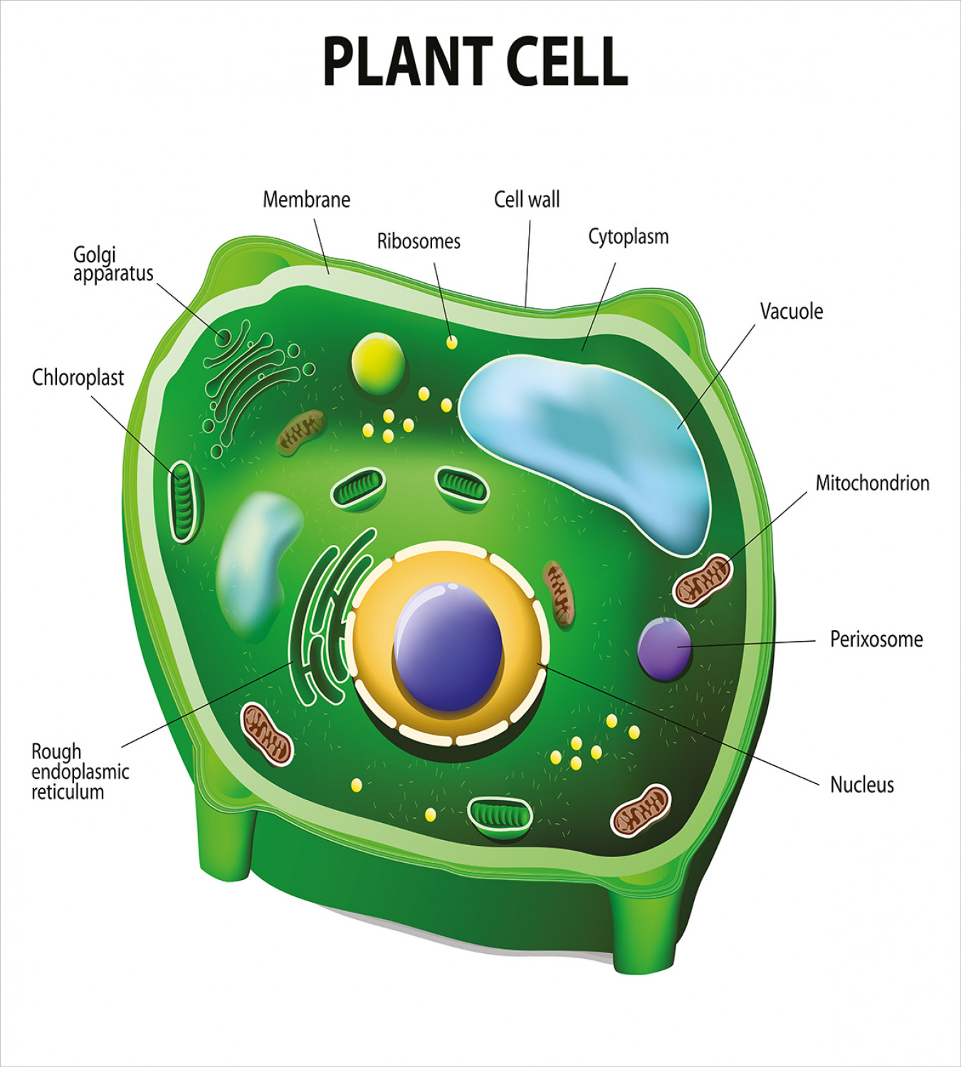 В клетках растений над мембраной. Клетка Plant Cell. Зеленая клетка биология. Plant Cell Anatomy. Модель клетки растения с подписями.