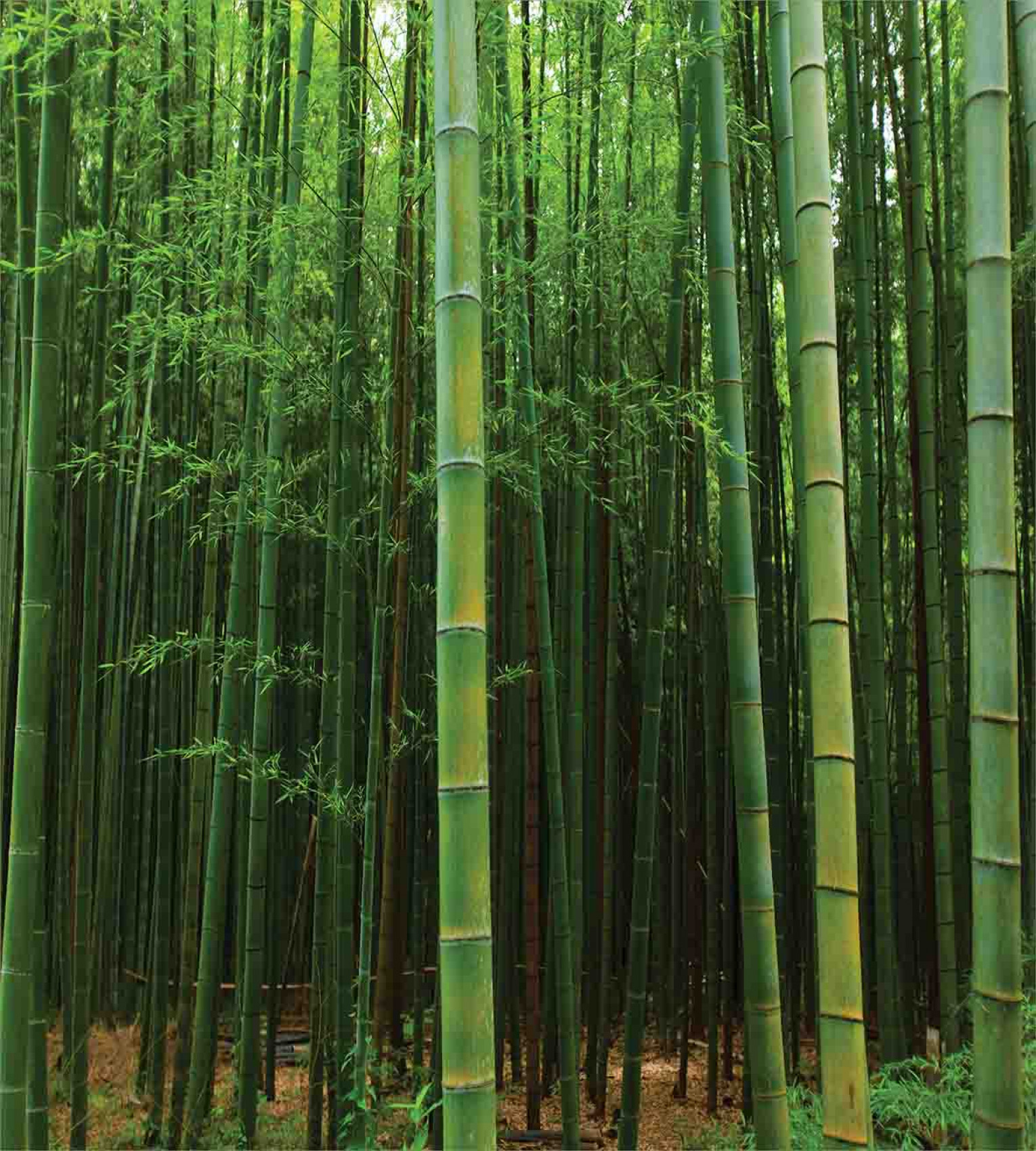 verde Set Copripiumino Exotic Bamboo Forest albero