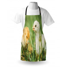 Close up Photo Baby Chickens Apron