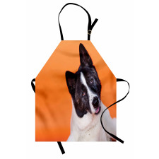 Akita on Orange Apron