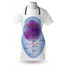 Eğitici Mutfak Önlüğü Biyoloji Gen Ekspresyonunu Gösteren Tasvir