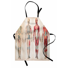 Anatomy Human Body Apron