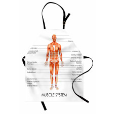Biology Muscle System Apron