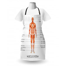 Biology Muscle System Apron