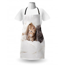 Scottish Fold Kittens Apron