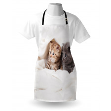 Scottish Fold Kittens Apron