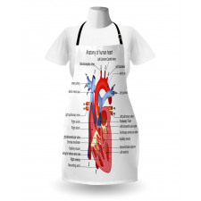 Human Body Organ Apron