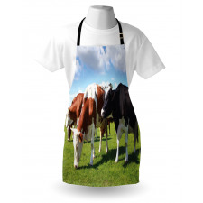 Cows Grazing on Pasture Apron