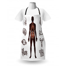 Organs Infographic Image Apron