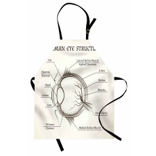 Structure of the Human Eye Apron