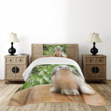 Photo of Holland Lop Rabbit Bedspread Set