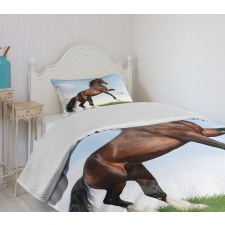 Horse Pacing on Grass Bedspread Set