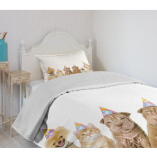 Dogs Cats at a Party Bedspread Set