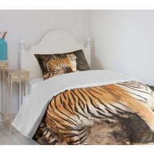 Alert Angry Royal Feline Bedspread Set