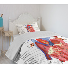 Human Body Organ Bedspread Set