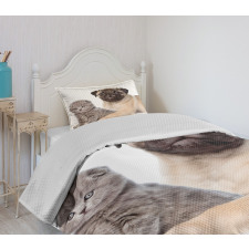 Young Puppy and Kitten Bedspread Set