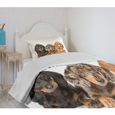 Different Color Dogs Lays Bedspread Set