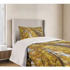 Aspen Trees in Forest Bedspread Set