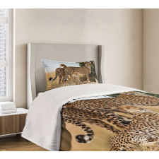 Safari Animal Cheetahs Bedspread Set