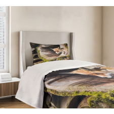 Nature Wild Fox Forest Bedspread Set