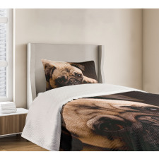 Puppy Photograph Animals Bedspread Set