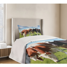 Cows Grazing on Pasture Bedspread Set
