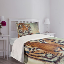 Large Calm Wild Cat Blur Bedspread Set