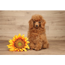 Sunflower on Wooden Backdrop Aluminum Water Bottle