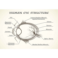 Structure of the Human Eye Aluminum Water Bottle