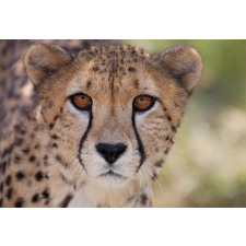 Close up Image of Cheetah Aluminum Water Bottle