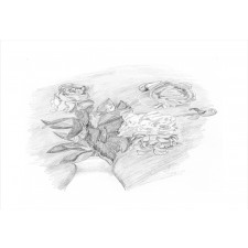 Pencil Drawing of Roses Aluminum Water Bottle