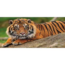 Tiger Crouching on Rock Piggy Bank
