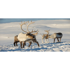 Reindeers Norway Caribou Piggy Bank