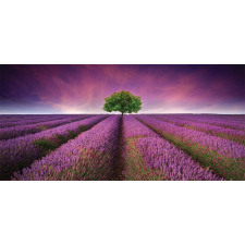 Lavender Fields and Tree Piggy Bank