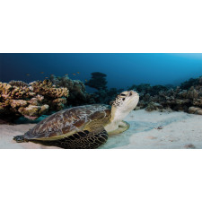 Turtle Coral Reef Mug