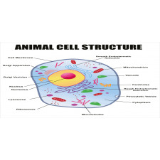 Animal Cell Study Mug