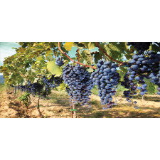 Rows of Wine Fruits in Italy Mug