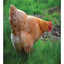 Chicken on Grass Farm Photo Duvet Cover Set