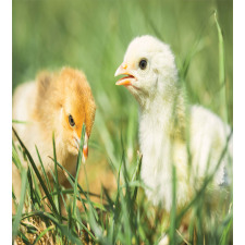 Close up Photo Baby Chickens Duvet Cover Set