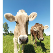 Close up Cows Duvet Cover Set