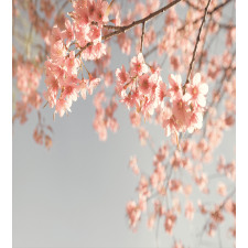 Scenery Sakura Trees Duvet Cover Set