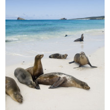 Galapagos Island Sea Lions Duvet Cover Set