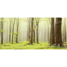 Misty Beech Forest Photo Pencil Pen Holder