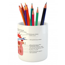 Human Body Organ Pencil Pen Holder