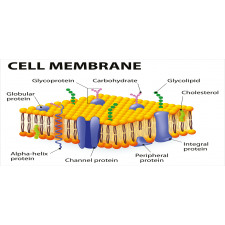 Membrane Cell Types Pencil Pen Holder