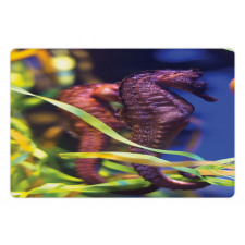 Close up Photo with Kelp Pet Mat